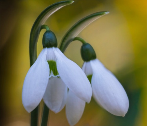 Snowdrops - Ikariae, ( Galanthus Ikariae )